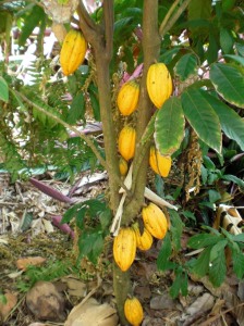 cacaotree